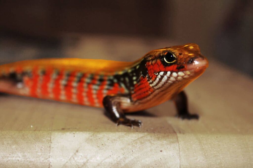 5 Of The Best Lizards For Beginners - Critter Mamas