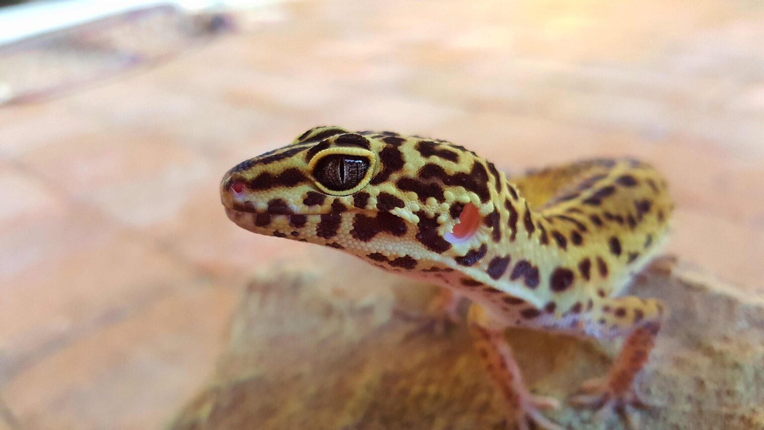 5 Of The Best Lizards For Beginners - Critter Mamas