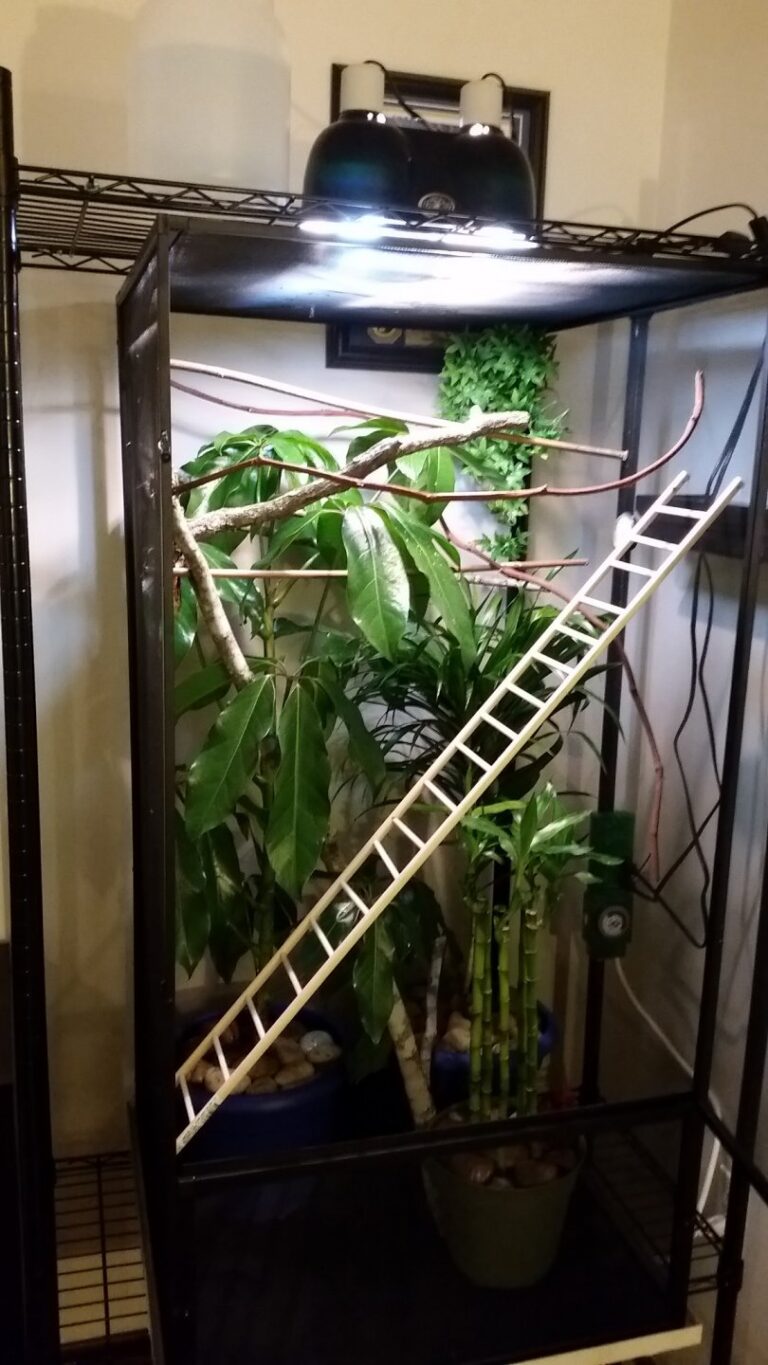 10 Chameleon Enclosure Decorating Ideas | Reptile Tanks and Cages