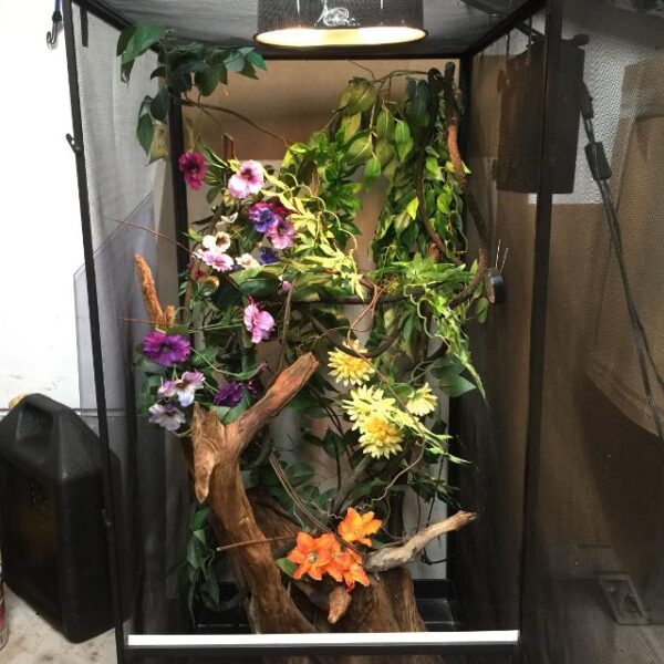 10 Chameleon Enclosure Decorating Ideas | Reptile Tanks and Cages