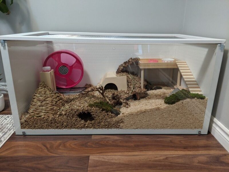 How to Set Up a Hamster Cage | Beginners Guide - Critter Mamas