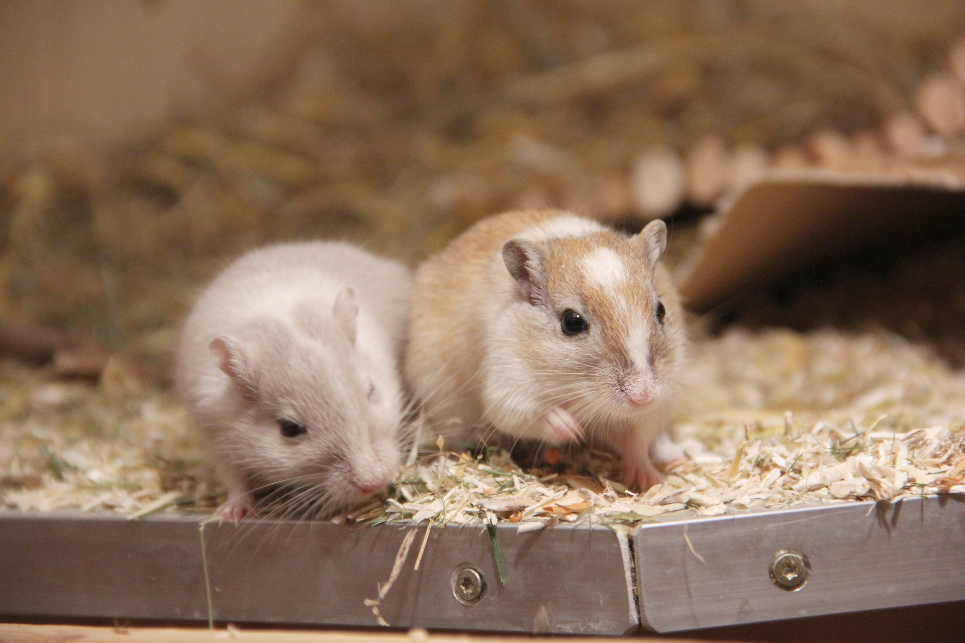 Common Gerbil Behaviours and What They Mean Critter Mamas