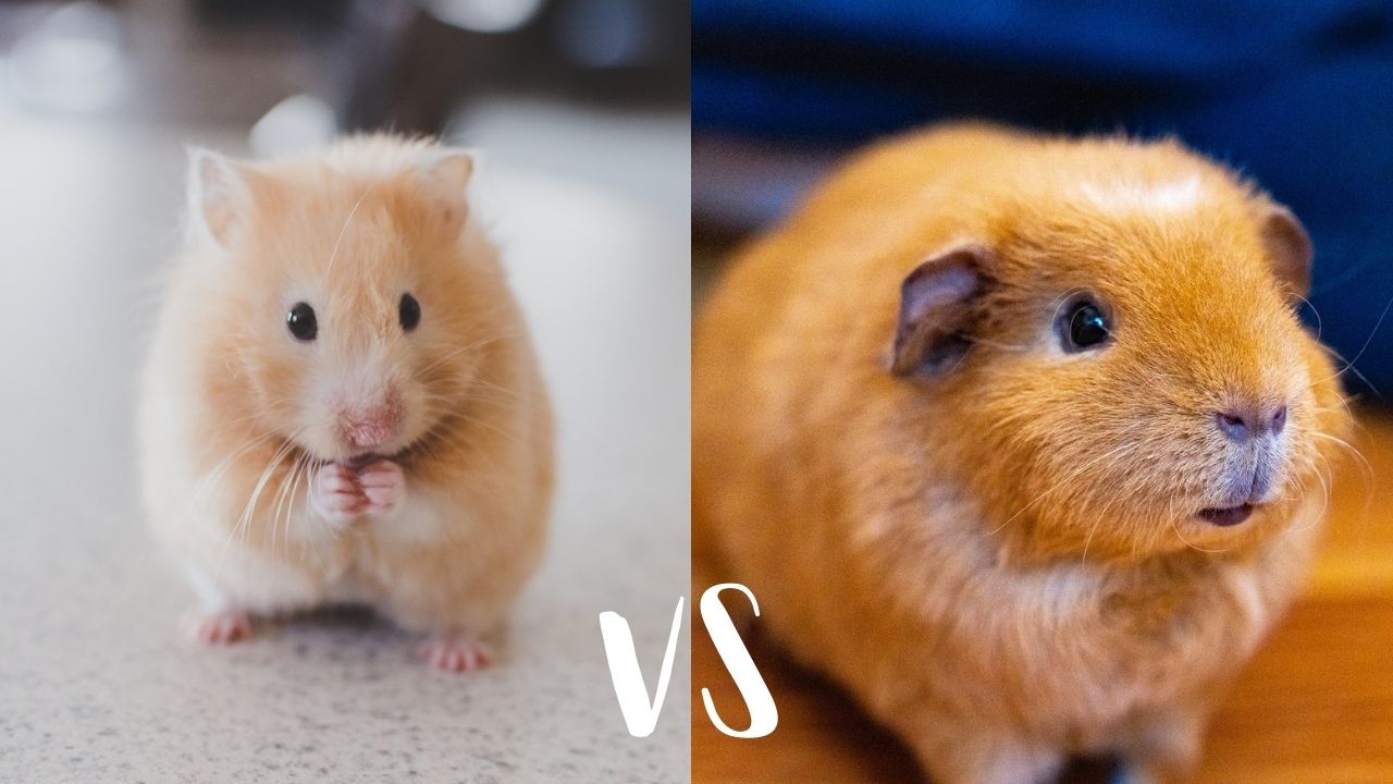 Hamsters Vs Guinea Pigs Whats The Difference Between Them Critter
